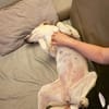 Mayla - liebenswerte Labrador-Mix- Hündin sucht ihr Zuhause