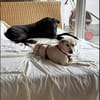 Mayla - liebenswerte Labrador-Mix- Hündin sucht ihr Zuhause