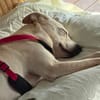 Mayla - liebenswerte Labrador-Mix- Hündin sucht ihr Zuhause
