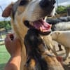 Freundlicher Loki sucht Zuhause