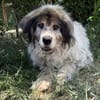 Bernat KK  Ein Hundeopa mit großem Herz sucht seinen würdig