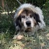 Bernat KK  Ein Hundeopa mit großem Herz sucht seinen würdig