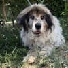 Bernat KK  Ein Hundeopa mit großem Herz sucht seinen würdig