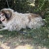 Bernat KK  Ein Hundeopa mit großem Herz sucht seinen würdig