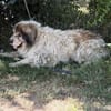 Bernat KK  Ein Hundeopa mit großem Herz sucht seinen würdig