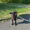 Jill ein kleiner Engel sucht sein Zuhause
