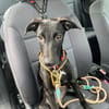 Jill ein kleiner Engel sucht sein Zuhause