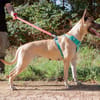 Anubis