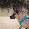 Anubis
