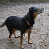 LAIKA CHAO