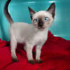 MINOU (En cours d'adoption)