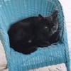 MINOU