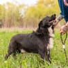 Kalle sucht sein Happyend