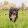 Kalle sucht sein Happyend