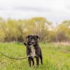Kalle sucht sein Happyend