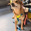 Velma - Hundemama sucht ihre Liebe