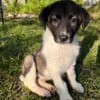 Dora sucht ihr Zuhause