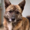 Rocky- bereit für ein neues Leben