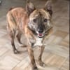 Rocky- bereit für ein neues Leben
