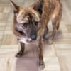 Rocky- bereit für ein neues Leben