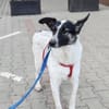 Fluffy - Hütehund-Mischling mit Energie