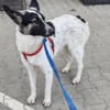 Fluffy - Hütehund-Mischling mit Energie