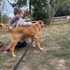 sanfte Hazel sucht ihre Familie