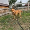 sanfte Hazel sucht ihre Familie