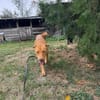 sanfte Hazel sucht ihre Familie