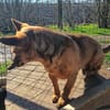 Charmanter Zulu sucht euch