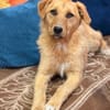 Ginger sucht ihr Für-immer-Zuhause