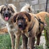 Kessidy, wartet in Rheinland Pfalz