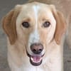 Sheldon, geb. ca. 11/2023, 47652 Weeze