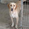Sheldon, geb. ca. 11/2023, 47652 Weeze
