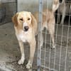Sheldon, geb. ca. 11/2023, 47652 Weeze