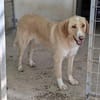 Sheldon, geb. ca. 11/2023, 47652 Weeze