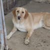 Sheldon, geb. ca. 11/2023, 47652 Weeze