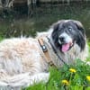 Banshee sucht Knuddelpartner