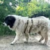 Banshee sucht Knuddelpartner