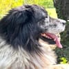 Banshee sucht Knuddelpartner