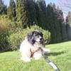 Banshee sucht Knuddelpartner