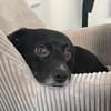 Monty sucht ein ruhiges/erfahrenes Zuhause