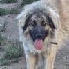 Constantin, Pflegestelle in RLP
