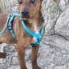 Remolino sucht sein Zuhause