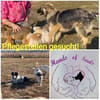 Wir suchen dringend Pflegestellen