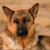 Tia sucht ihre Famile