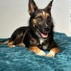 Polly 40 cm 2 Jahre