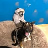 Polly 40 cm 2 Jahre