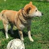 Füge sucht Zuhause für immer