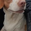 Lebensfrohe Fanny sucht Zuhause